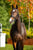 Horse ad