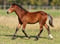 Annuncio cavallo
