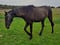 Horse ad