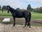 Annuncio cavallo
