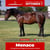 Paardadvertentie
