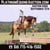 Anuncio de caballos