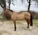 Horse ad