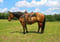 Annuncio cavallo