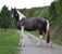 Horse ad