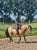 Annuncio cavallo