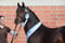 Horse ad