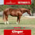 Paardadvertentie