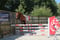 Horse ad