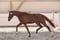 Annuncio cavallo
