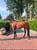 Annuncio cavallo