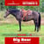 Paardadvertentie