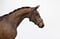 Annuncio cavallo