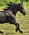 Annuncio cavallo