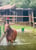 Horse ad