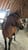 Horse ad