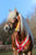 Paardadvertentie