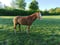 Horse ad