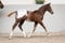 Annuncio cavallo