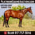 Horse ad