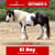 Paardadvertentie