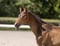 Annuncio cavallo