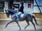 Horse ad