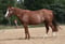 Horse ad