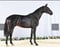 Horse ad
