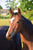 Horse ad