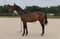 Horse ad