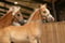 Horse ad