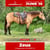 Annuncio cavallo