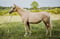 Horse ad