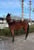 Horse ad