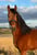 Anuncio de caballos