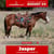 Paardadvertentie