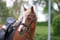 Annuncio cavallo