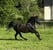 Horse ad