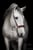 Horse ad
