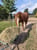 Annuncio cavallo