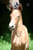 Annuncio cavallo