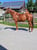 Horse ad