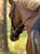 Horse ad