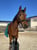 Horse ad