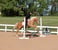 Horse ad