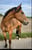 Anuncio de caballos