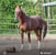 Horse ad