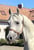 Paardadvertentie