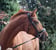 Horse ad
